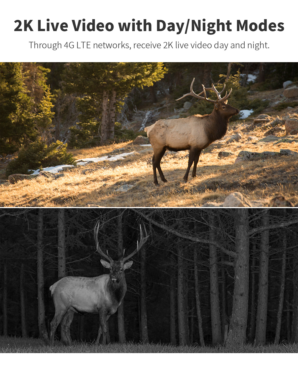 Cellular Trail Camera Gen 3.0(CB24)